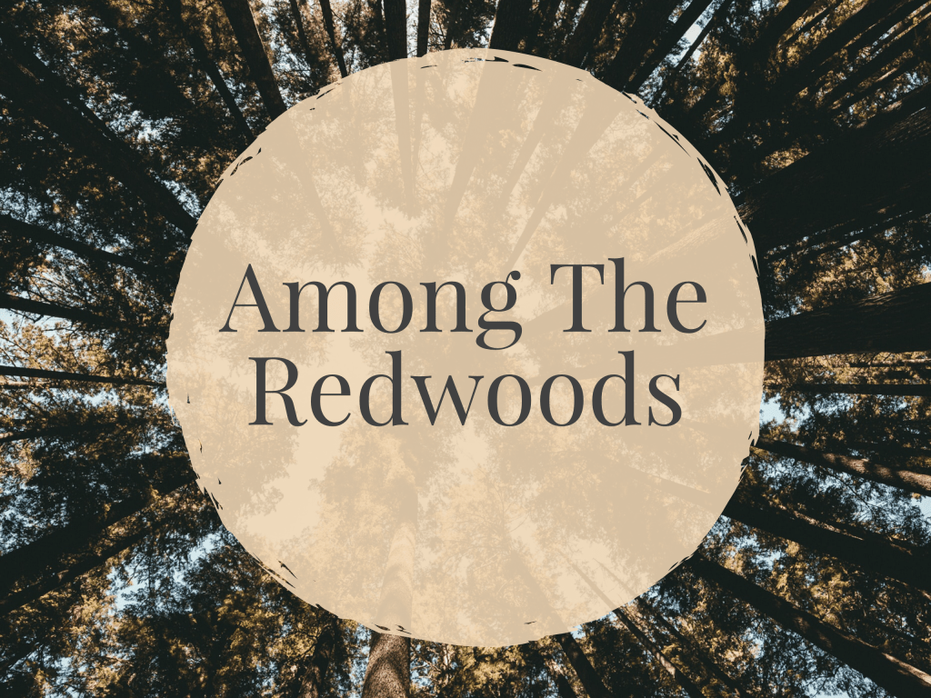 Among The Redwoods